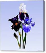 Three Kinds Of Irises Canvas Print