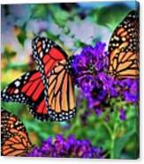 Three Monarchs Canvas Print