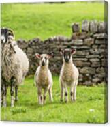 Three Sheep Standing Their Ground Canvas Print