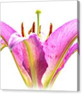 Tickled Pink Canvas Print