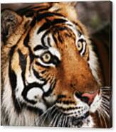 Tiger Headshot Canvas Print