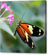 Tiger Longwing Butterfly And Pink Flowers 3 Canvas Print