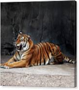Tiger Lp 2a Canvas Print
