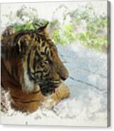 Tiger Portrait With Textures Canvas Print