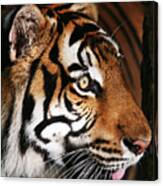 Tiger Profile Canvas Print