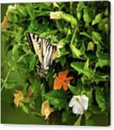 Tiger Swallowtail Butterfly Photograph Canvas Print