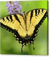 Tiger Swallowtail Canvas Print
