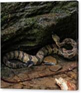 Timber Rattler Canvas Print