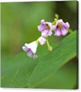 Tiny Wildflowers Canvas Print