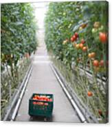 Tomatoes Ripening In Greenhouse Canvas Print
