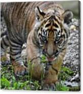 Tongue Out Tiger Cub Canvas Print