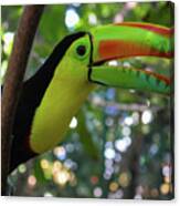 Toucan In Colombia Canvas Print