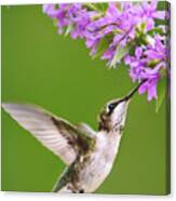 Touched Hummingbird Canvas Print