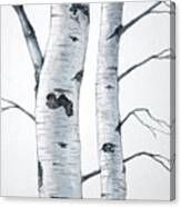 Two Birch Trees Canvas Print