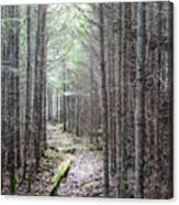 Trail In Northern Maine Woods Canvas Print