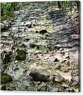 Trail Is A Creek Canvas Print