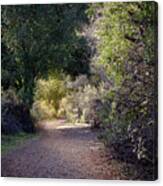 Trail With Trees Canvas Print