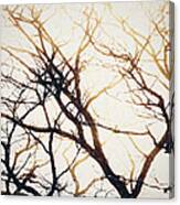 Tree Branches Abstract 2 Canvas Print