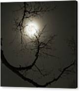 Tree Captures Wolf  - Wolf Moon Captured By Hackberry Tree - Horizontal Crop Canvas Print