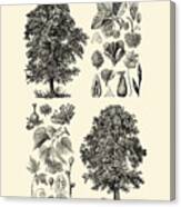 Tree Chart Canvas Print