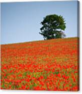 Tree In A Poppy Field Canvas Print