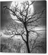 Tree In The Moon Appalachian Trail In Black And White Canvas Print