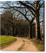 Tree Path Canvas Print