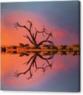 Tree Sunset Canvas Print