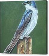 Tree Swallow Canvas Print