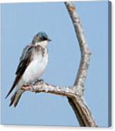 Tree Swallow On Branch Canvas Print