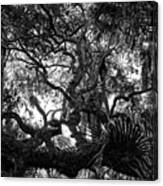 Tree Textures Canvas Print