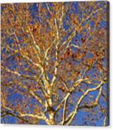 Tree Wall Art - Vibrant Sycamore Tr9341 Canvas Print