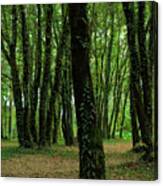 Trees And Nature In Carvalhais Canvas Print