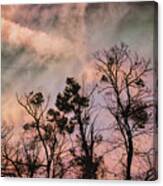 Trees At Sunset Canvas Print