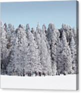 Trees Get A White Winter Glaze Canvas Print