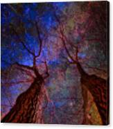 Trees Pointing Toward Heaven Canvas Print