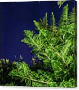 Trees With Starry Sky Canvas Print