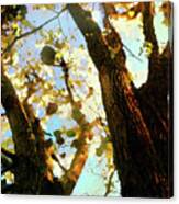 Treetop Abstract-look Up A Tree Canvas Print