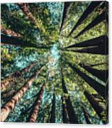 Treetops At Yosemite National Park, United States Canvas Print