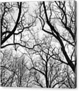 Treetops Blackstone Gorge Bw Canvas Print