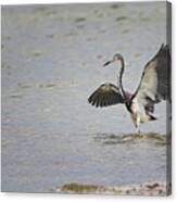 Tricolor Heron At Cedar Island North Carolina Canvas Print
