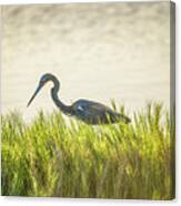 Tricolored And Saltgrass Canvas Print