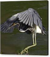 Tricolored Heron In Flight Canvas Print