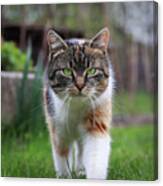 Triumphant Arrival Of A Domestic Cat To Our Garden. Magical And Noble Look By Kitten. Colourful Body And White, Grey And Black Head. Queen Of Cats. Canvas Print
