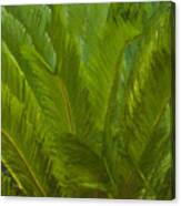 Tropical Sago Palm Canvas Print