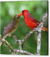 True Love - Northern Cardinal Courtship Feeding Canvas Print