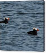 Tufted Puffins In The Salish Sea Canvas Print