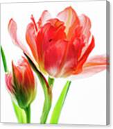 Tulip 9502 Canvas Print