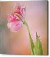 Tulip Beauty Canvas Print