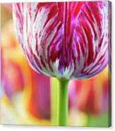 Tulip Innerwheel Flower Abstract Canvas Print